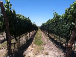 Argentina Wine & Investment News